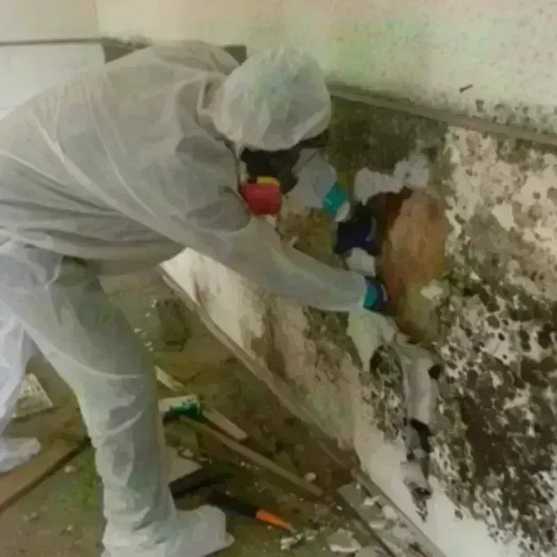 Mold Remediation and Removal in Patton Village, TX